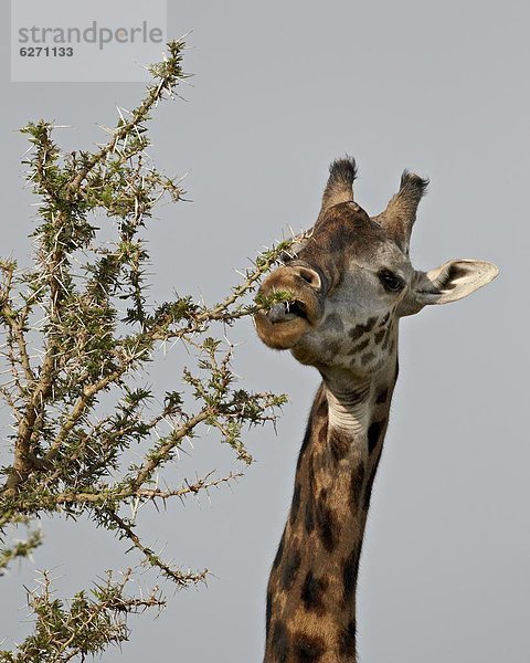 Ostafrika  Giraffe  Giraffa camelopardalis  Serengeti Nationalpark  Afrika  füttern  Masai  Tansania