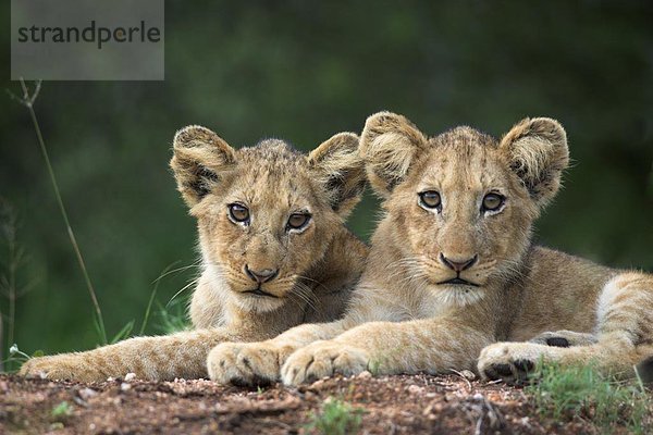 Südliches Afrika  Südafrika  Löwe  Panthera leo  Löwenjunges