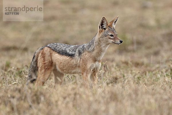 Ostafrika  schwarz  Silber  Rückansicht  Serengeti Nationalpark  Afrika  Schakal  Tansania