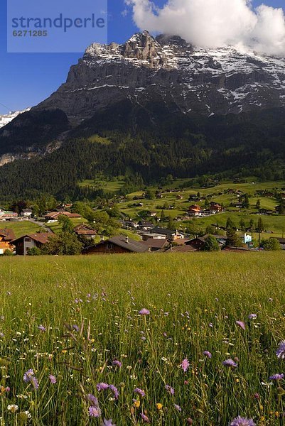 Europa Blume Berg Chalet Wiese Bern Grindelwald Schweiz