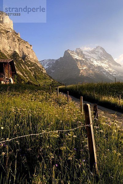 Europa Berg Blume Wiese Bern Grindelwald Schweiz