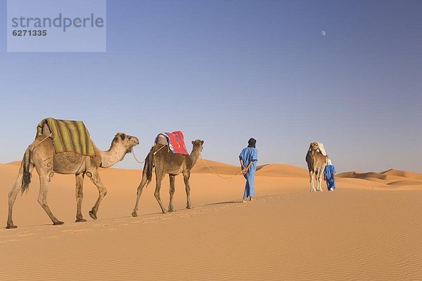 Nordafrika  Kamel  Afrika  Merzouga  Marokko