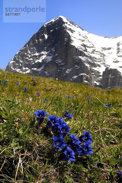 Europa  Blume  Berg  frontal  Eiger  Westalpen  Berner Oberland  Schweiz