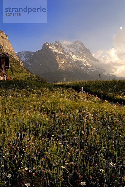 Europa Berg Blume Wiese Bern Grindelwald Schweiz