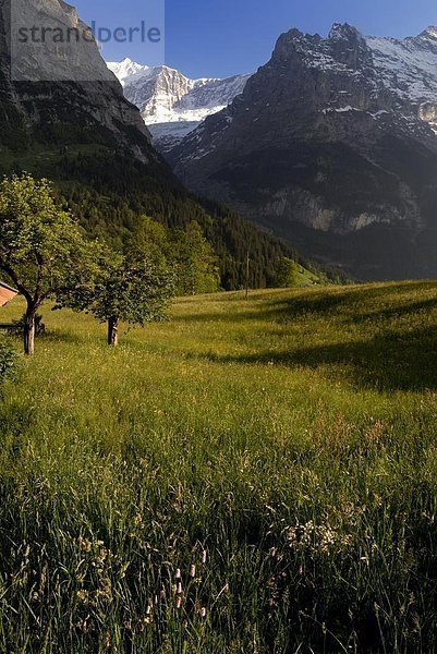 Europa  Bern  Grindelwald  Schweiz