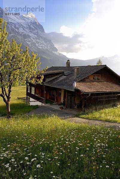 Europa Blume Berg Chalet Wiese Bern Grindelwald Schweiz