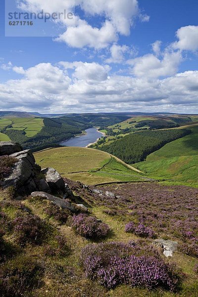 Europa  Großbritannien  lila  Fokus auf den Vordergrund  Fokus auf dem Vordergrund  Heidekraut  Erica herbacea  Erica carnea  Derbyshire  England  Peak District National Park