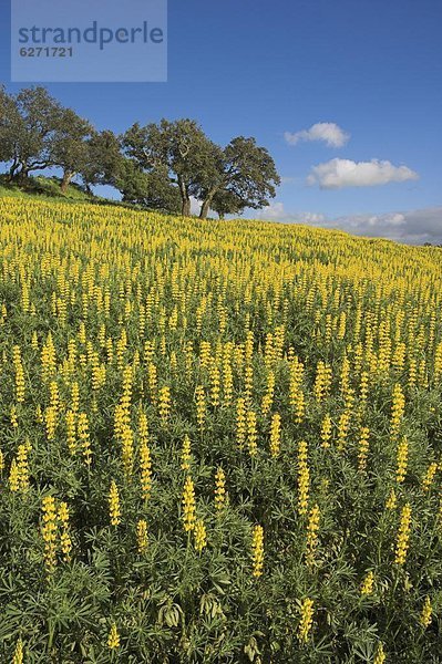 nahe  Europa  Feld  ungestüm  Lupine  Portugal