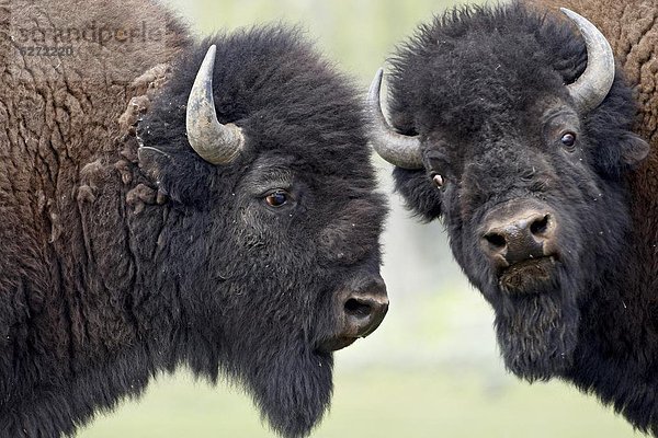 Vereinigte Staaten von Amerika  USA  Bulle  Stier  Stiere  Bullen  Nordamerika  2  in die Augen sehen  ansehen  Angesicht zu Angesicht  gegenüber  Yellowstone Nationalpark  Bison  Wyoming