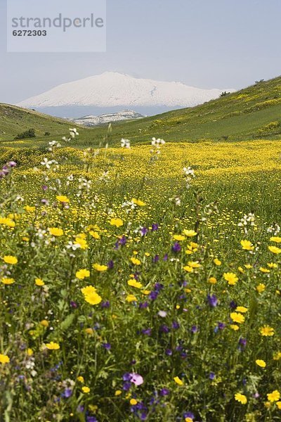 entfernt  Europa  bedecken  Wiese  Berg  Italien  Sizilien  Schnee