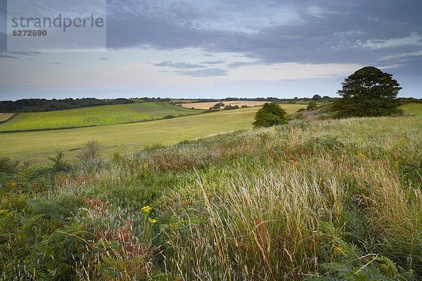 Europa  Sommer  Abend  Großbritannien  Norfolk  England  Heide