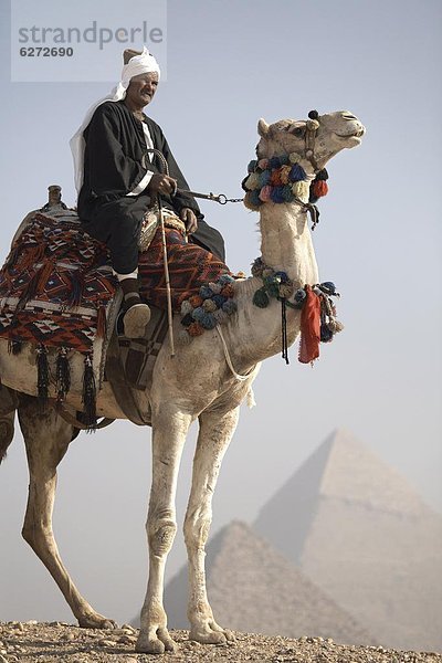 pyramidenförmig  Pyramide  Pyramiden  Nordafrika  Kairo  Hauptstadt  Führung  Anleitung führen  führt  führend  Ignoranz  UNESCO-Welterbe  Afrika  Beduine  Kamel  Ägypten  Gise