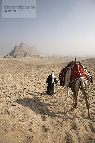 pyramidenförmig  Pyramide  Pyramiden  Nordafrika  Kairo  Hauptstadt  Führung  Anleitung führen  führt  führend  nähern  UNESCO-Welterbe  Afrika  Beduine  Kamel  Ägypten  Gise