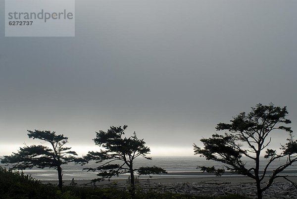 grau Amerika Strand Baum Wind Nordamerika Verbindung UNESCO-Welterbe Olympic Nationalpark Washington State Wetter