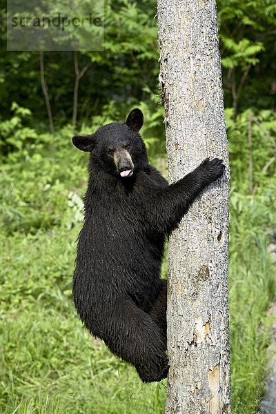 Vereinigte Staaten von Amerika  USA  Schwarzbär  Ursus americanus  Baum  Nordamerika  Gefangenschaft  klettern  Minnesota  Sandstein