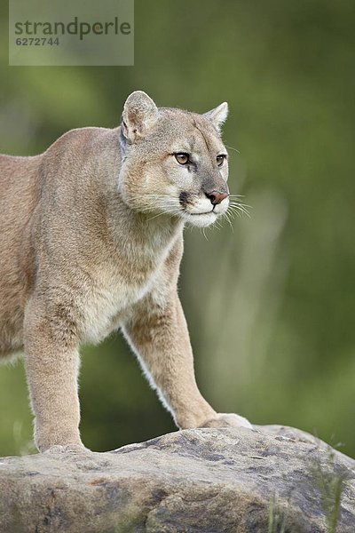 Vereinigte Staaten von Amerika  USA  Löwe  Panthera leo  Berg  Nordamerika  Gefangenschaft  Puma  Felis concolor  Berglöwe  Minnesota  Sandstein
