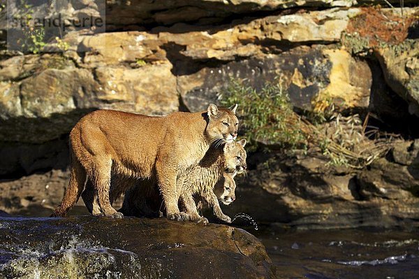 Vereinigte Staaten von Amerika  USA  Felsbrocken  stehend  Löwe  Panthera leo  Berg  Fluss  Nordamerika  2  Jungtier  Puma  Felis concolor  Berglöwe  Mutter - Mensch  Gefangenschaft  Minnesota  Sandstein