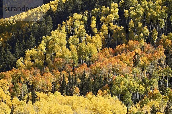 Vereinigte Staaten von Amerika  USA  Farbaufnahme  Farbe  Muster  Nordamerika  Espe  Populus tremula  immergrünes Gehölz  Colorado  Schnittmuster