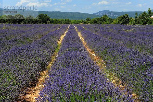 Frankreich  Europa  Provence - Alpes-Cote d Azur  Vaucluse