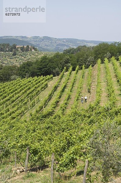 Typischen toskanischen anzeigen rund um den Bereich von Lamole  in der Nähe von Greve  Chianti  Toskana  Italien  Europa