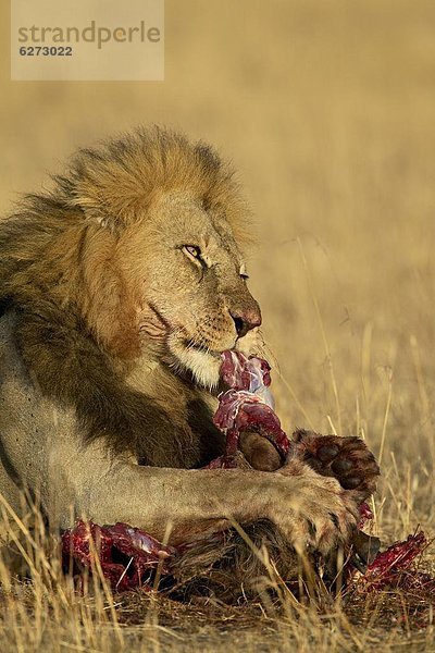 Ostafrika  Raubkatze  Löwe  Panthera leo  blau  essen  essend  isst  Gnu  Afrika  Kenia  Löwe - Sternzeichen