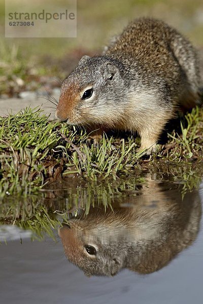 Vereinigte Staaten von Amerika  USA  Hörnchen  Sciuridae  Boden  Fußboden  Fußböden  Spiegelung  Nordamerika  Kolumbien  Glacier Nationalpark