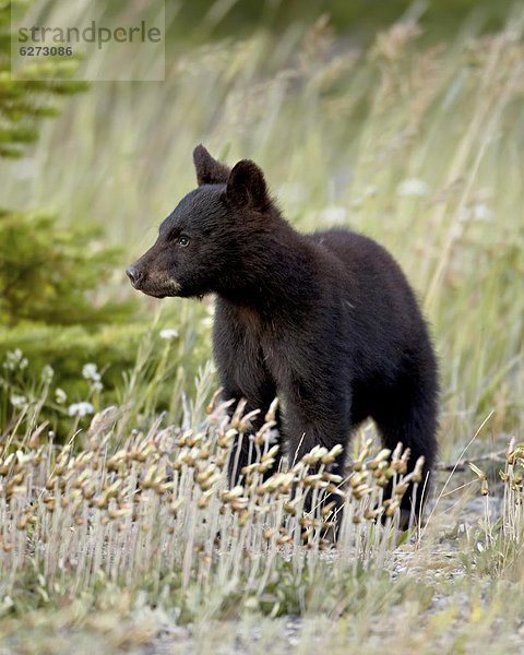 Schwarzbär  Ursus americanus  Nordamerika  Waterton Lakes Nationalpark  Alberta  Kanada  junges Raubtier  junge Raubtiere  Jahr