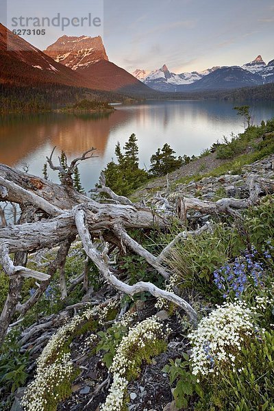 Vereinigte Staaten von Amerika  USA  Nordamerika  Glacier Nationalpark