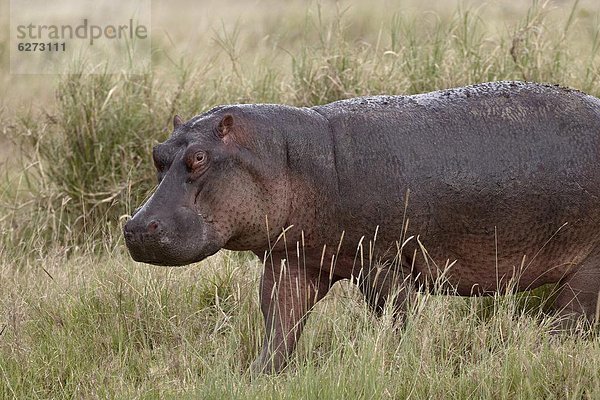 Ostafrika  Wasser  Flusspferd  Hippopotamus amphibius  Serengeti Nationalpark  Afrika  Tansania