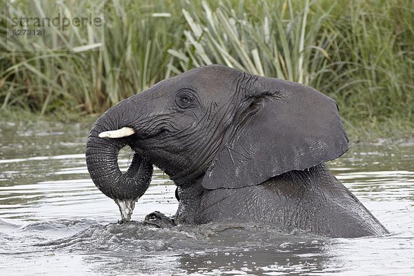 Ostafrika  Wasser  Elefant  jung  Serengeti Nationalpark  UNESCO-Welterbe  Afrika  spielen  Tansania