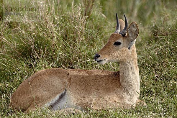 Ostafrika  Serengeti Nationalpark  Afrika  Tansania