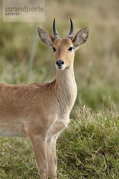 Ostafrika  Serengeti Nationalpark  Afrika  Tansania