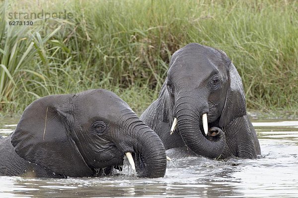 Ostafrika  Wasser  Elefant  2  jung  Serengeti Nationalpark  UNESCO-Welterbe  Afrika  spielen  Tansania