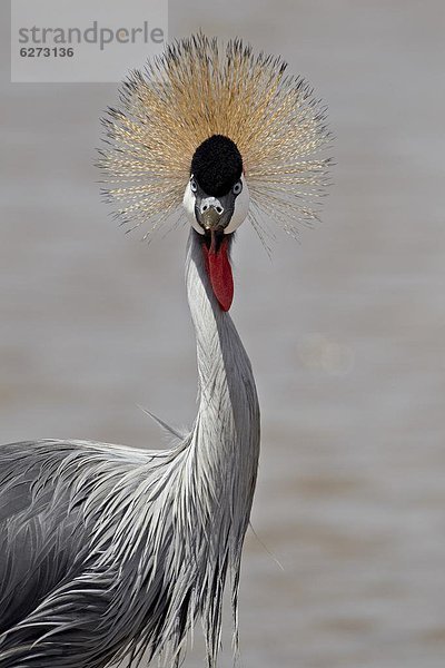 Ostafrika Kranich Schwedische Krone Serengeti Nationalpark Afrika Turmkran grau Tansania