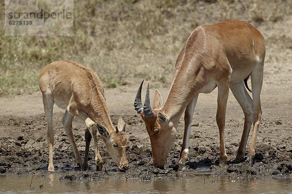 Ostafrika  junger Erwachsener  junge Erwachsene  jung  trinken  Serengeti Nationalpark  UNESCO-Welterbe  Erwachsener  Afrika  Tansania