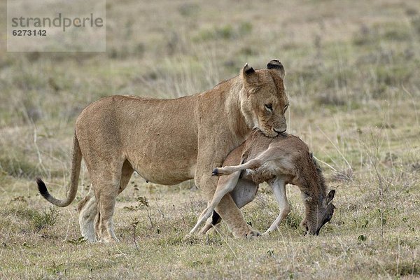 Ostafrika  Raubkatze  tragen  blau  töten  Gnu  Afrika  Baby  Löwe - Sternzeichen  Löwin  Tansania