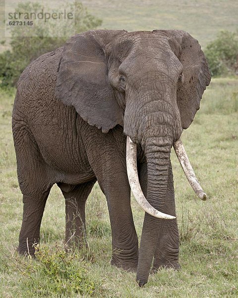 Ostafrika  Elefant  groß  großes  großer  große  großen  UNESCO-Welterbe  Stoßzahn  Afrika  Ngorongoro Crater  Tansania