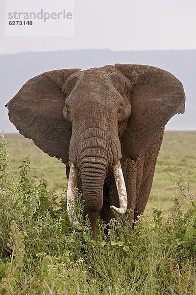 Ostafrika  Elefant  groß  großes  großer  große  großen  UNESCO-Welterbe  Stoßzahn  Afrika  Ngorongoro Crater  Tansania
