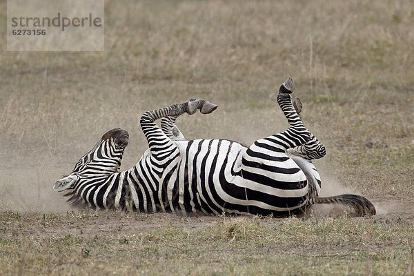 Ostafrika baden Steppenzebra Equus quagga Afrika Staub Ngorongoro Crater Tansania Zebra equus burchelli Zebra