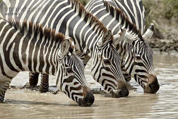 Ostafrika trinken 3 Steppenzebra Equus quagga Afrika Ngorongoro Crater Tansania Zebra equus burchelli Zebra