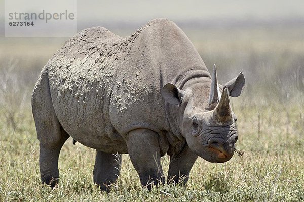 Ostafrika  schwarz  Afrika  Ngorongoro Crater  Nashorn  Tansania