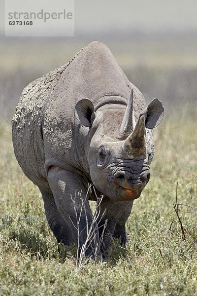 Ostafrika  schwarz  Afrika  Ngorongoro Crater  Nashorn  Tansania