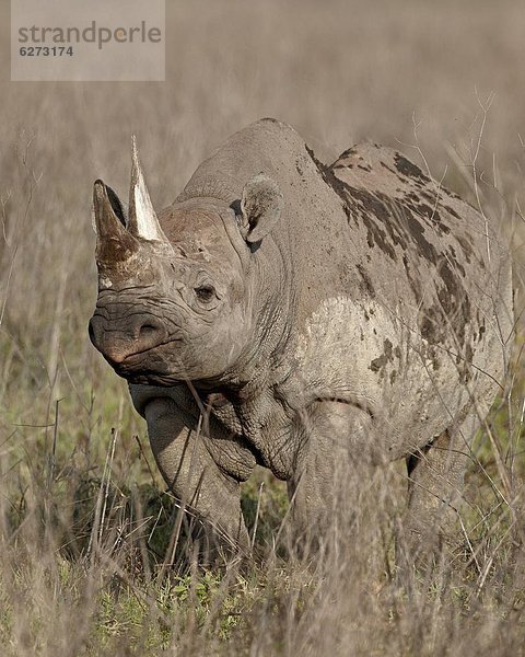 Ostafrika  schwarz  Afrika  Ngorongoro Crater  Nashorn  Tansania