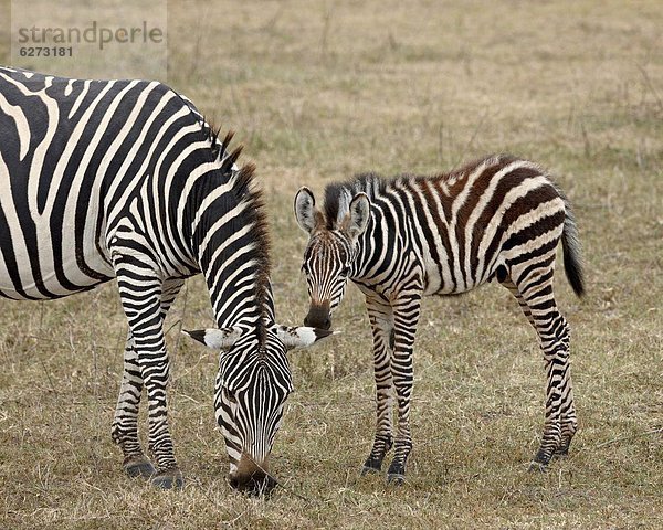 Ostafrika Fohlen Füllen Steppenzebra Equus quagga Afrika Stute Ngorongoro Crater Tansania Zebra equus burchelli Zebra