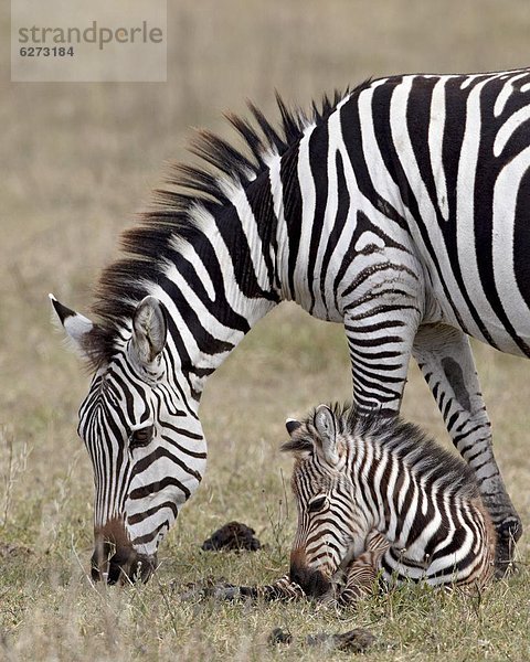 Ostafrika Fohlen Füllen Steppenzebra Equus quagga Afrika Stute Ngorongoro Crater Tansania Zebra equus burchelli Zebra