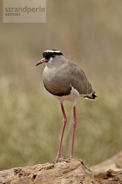 Ostafrika  Kiebitz  Vanellus vanellus  Schwedische Krone  Afrika  Kiebitz  Ngorongoro Crater  Tansania