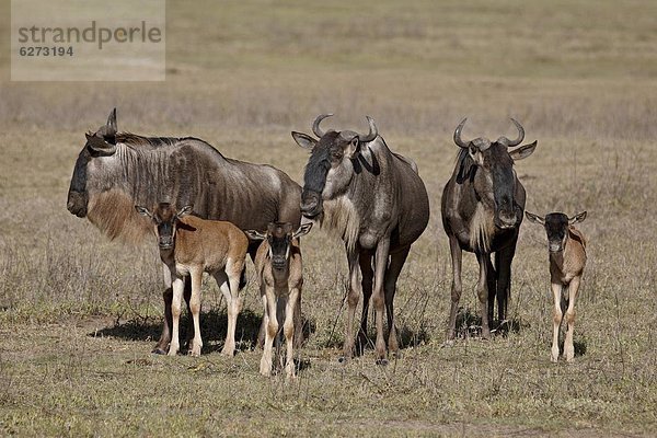 Ostafrika  Hausrind  Hausrinder  Kuh  blau  Kalb  Gnu  Afrika  Ngorongoro Crater  Tansania