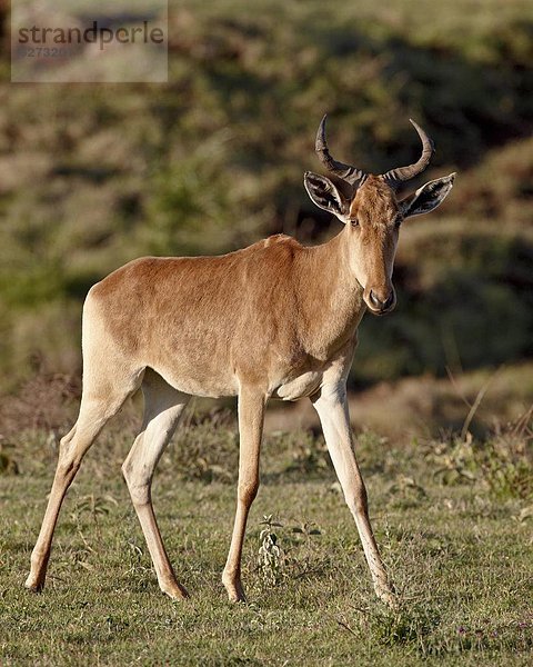 Ostafrika  Afrika  Ngorongoro Crater  Tansania