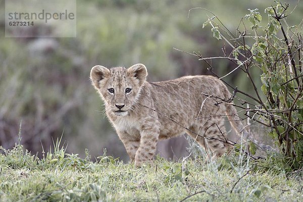 Ostafrika  Afrika  Ngorongoro Crater  Tansania