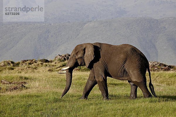 Ostafrika  UNESCO-Welterbe  Afrika  Ngorongoro Crater  Tansania